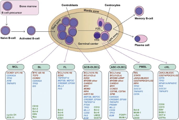 Illustration of lymphoma cells showing Hodgkin and non-Hodgkin subtypes