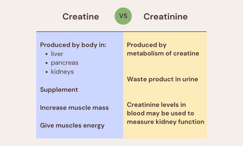 In this article, we untangle the complexities of creatinine and creatine, two biochemicals crucial to your body's function. Understand their unique roles, the importance of their balance, and how they impact your health.