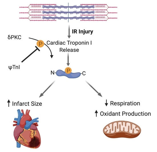A Selective Inhibitor of Cardiac Troponin I Phosphorylation by Delta Protein Kinase C (δPKC) as a Treatment for Ischemia-Reperfusion Injury
