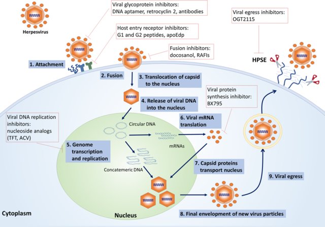 Virus replication cycle