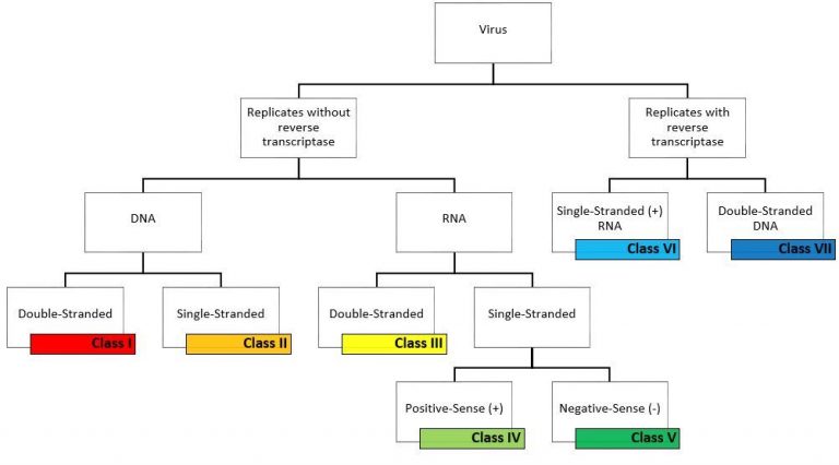 Baltimore classification of Virus